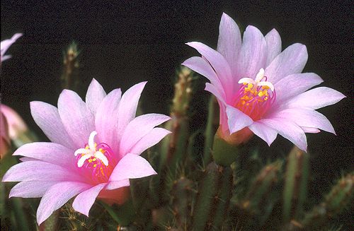 Rhipsalidopsis rosea