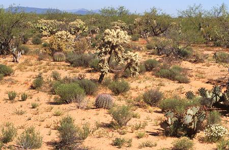 Habitat south of Tucson
