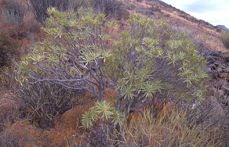 Euphorbia balsamifera on Gran Canaria