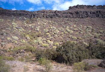 Euphorbia canariensis on hillside