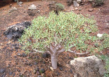 Euphorbia balsamifera on Porto Santo