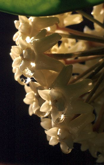 Hoya arnottiana