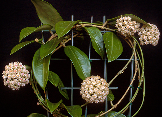 Hoya parasitica v citrina (Chaing Mai)