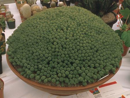 Euphorbia clavaroides