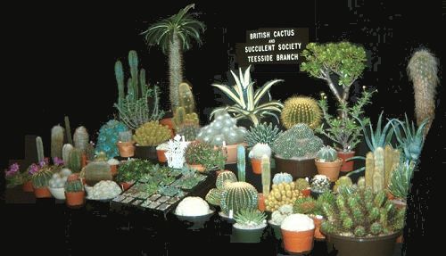 Display at Cleveland Show (1992)