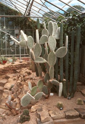 A large Opuntia in the cactus bed