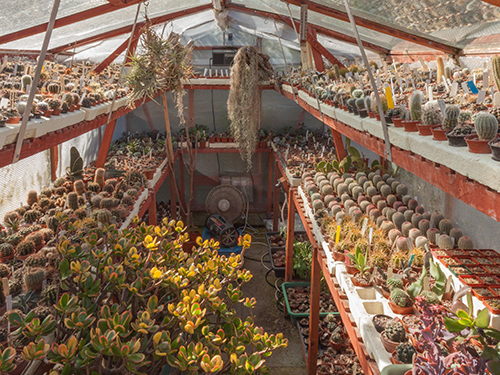 Sales plants flourishing in their own greenhouse